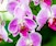 Orchids for Beginners